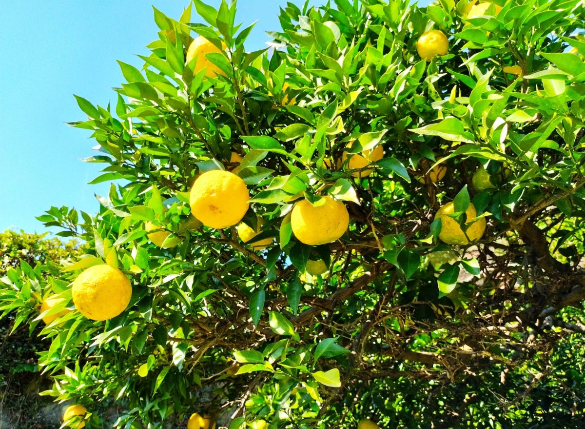 Yuzu Ponzu 250 ml